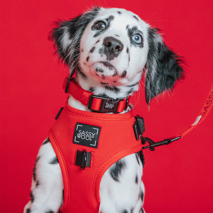 Dog Four Piece Bundle - Neon Red
