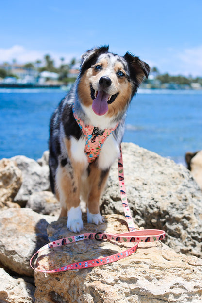 Dog Two Piece Bundle - Disney's Moana