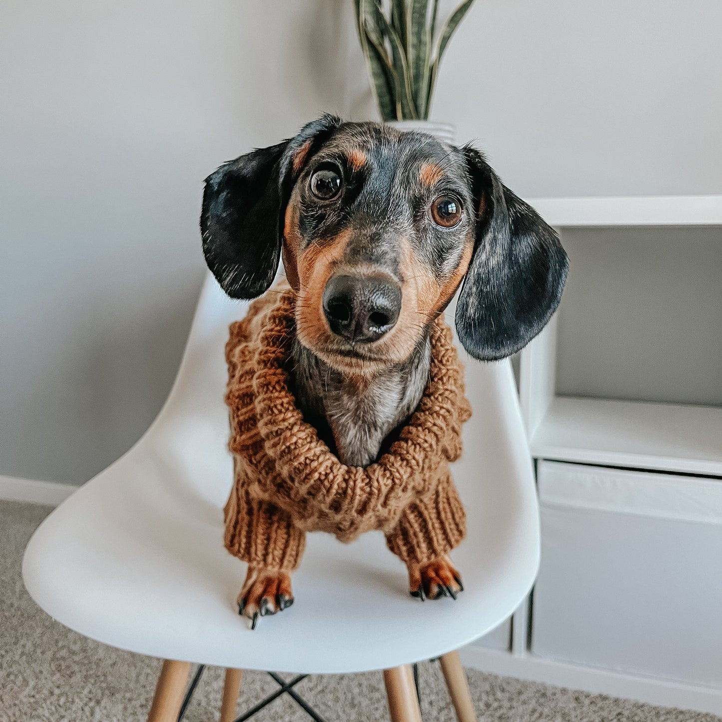 Pet Cable Knit Sweater - Brown