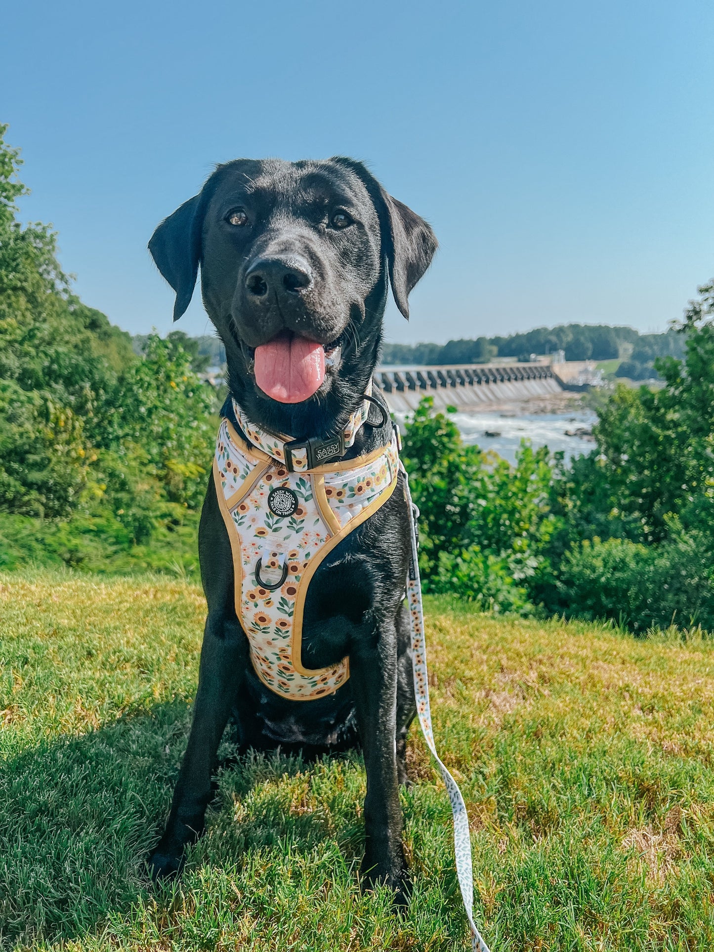 Dog Two Piece Bundle - Sunflower Dreams