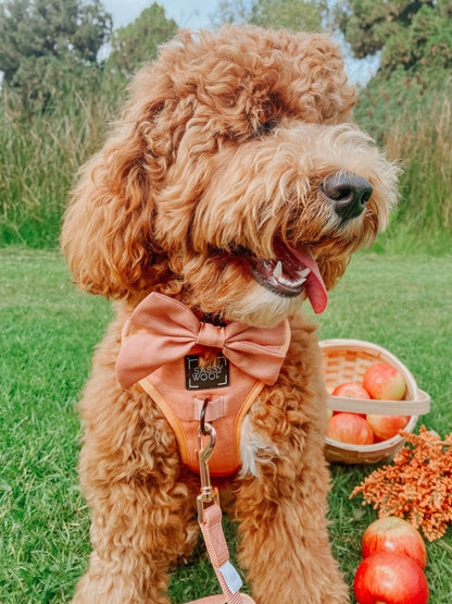 Dog Four Piece Bundle - Apple Cider