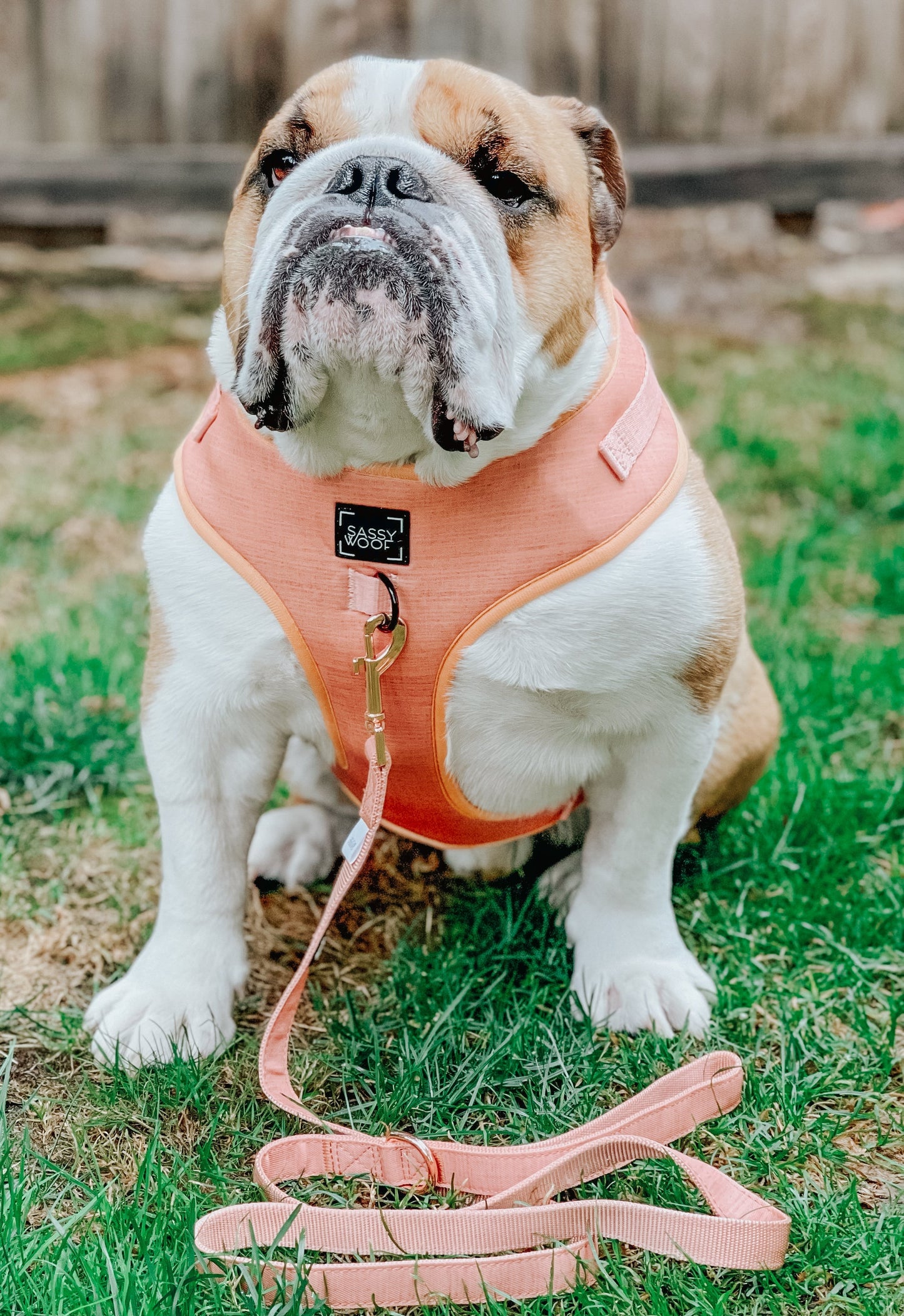 Dog Four Piece Bundle - Apple Cider