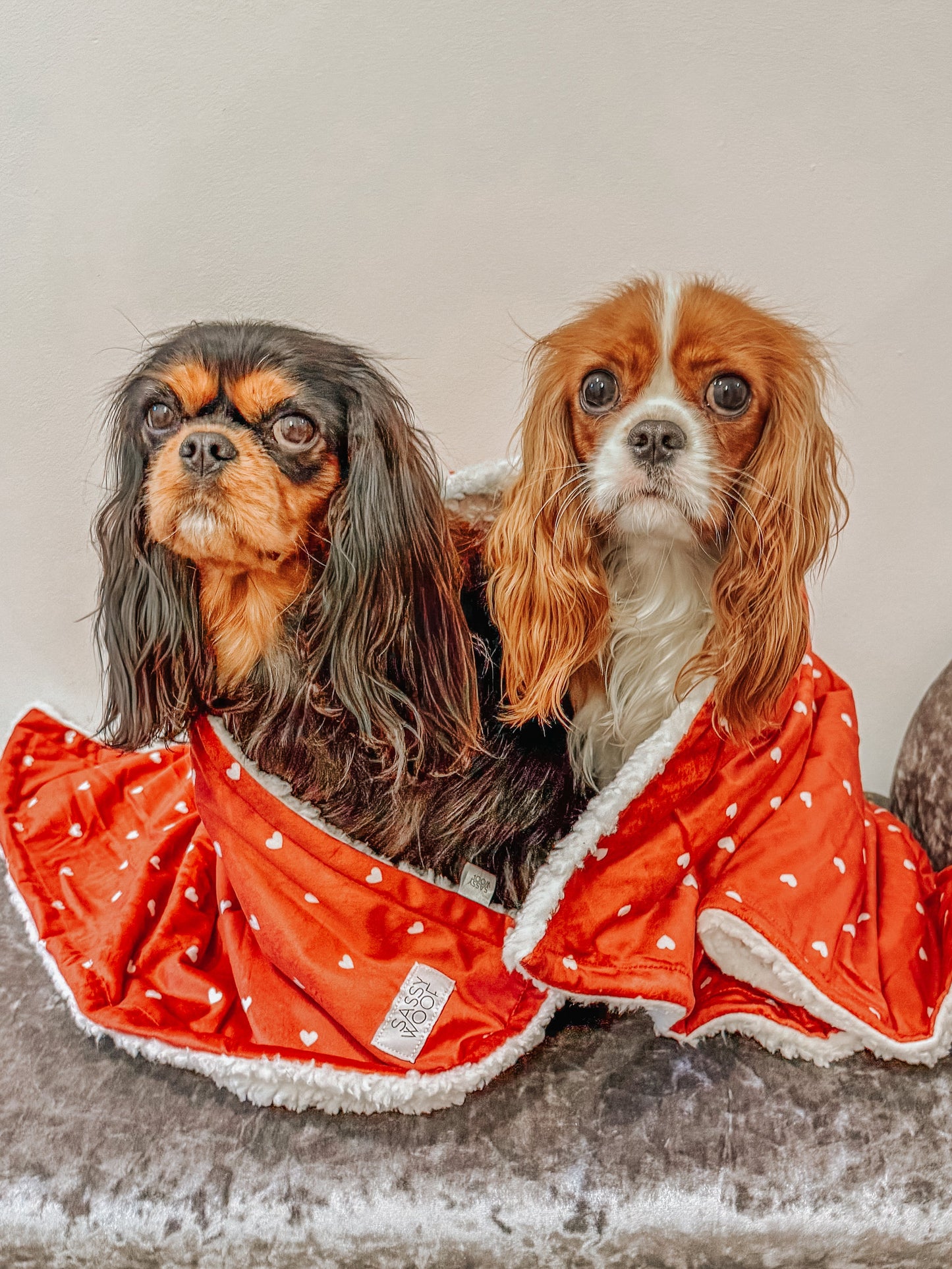 Pet Blanket - Little Love