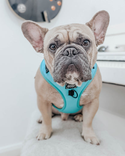 Dog Two Piece Bundle - Neon Blue