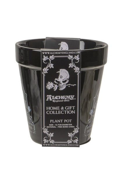 Catnip Plant Pot