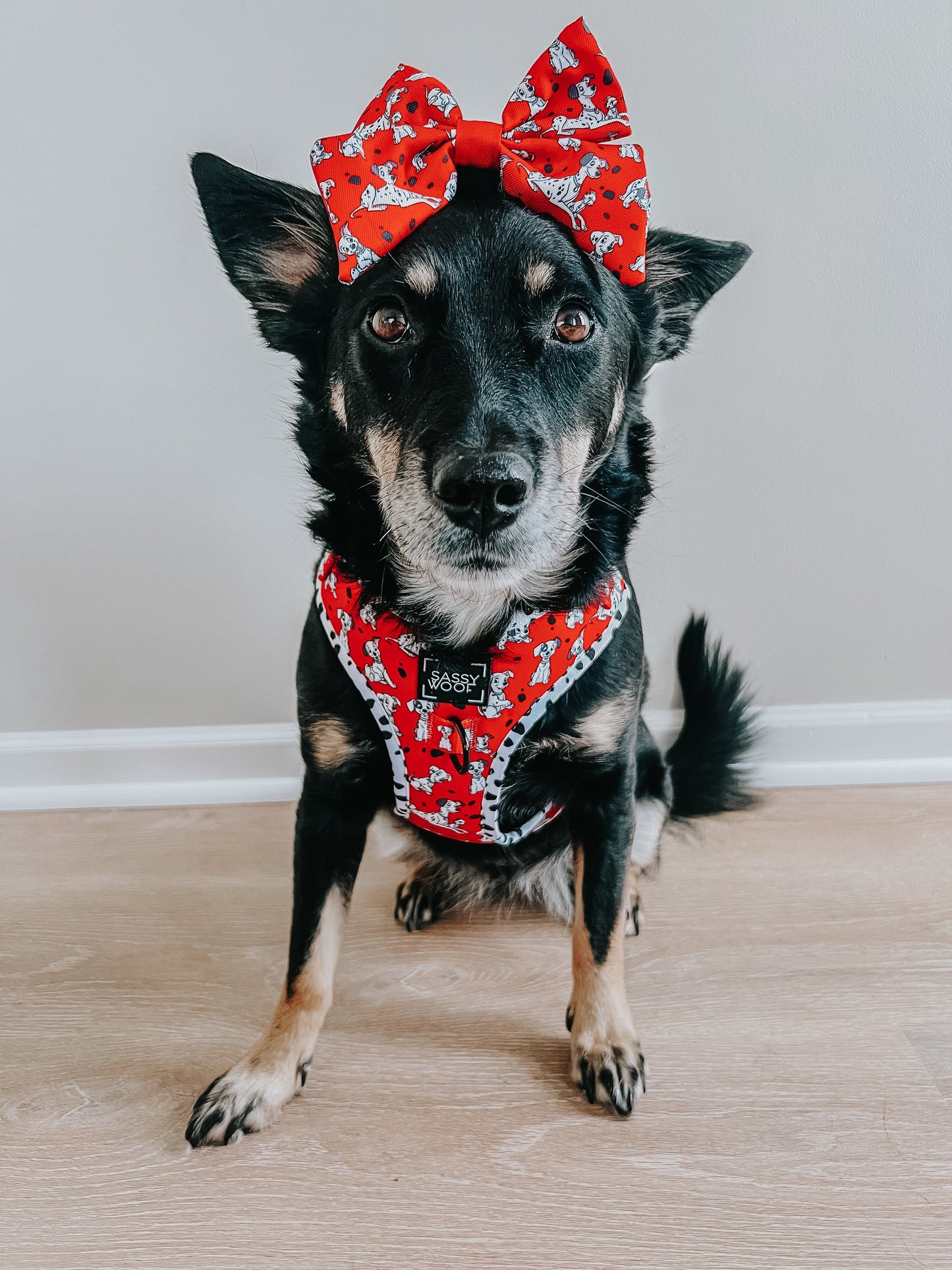 Dog Two Piece Bundle - Disney's 101 Dalmatians