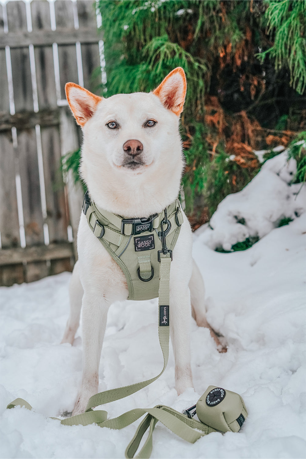 Dog Waste Bag Holder - Matcha