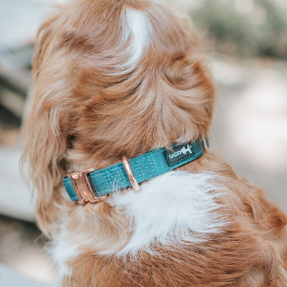 Dog Collar Three Piece Bundle - Forest