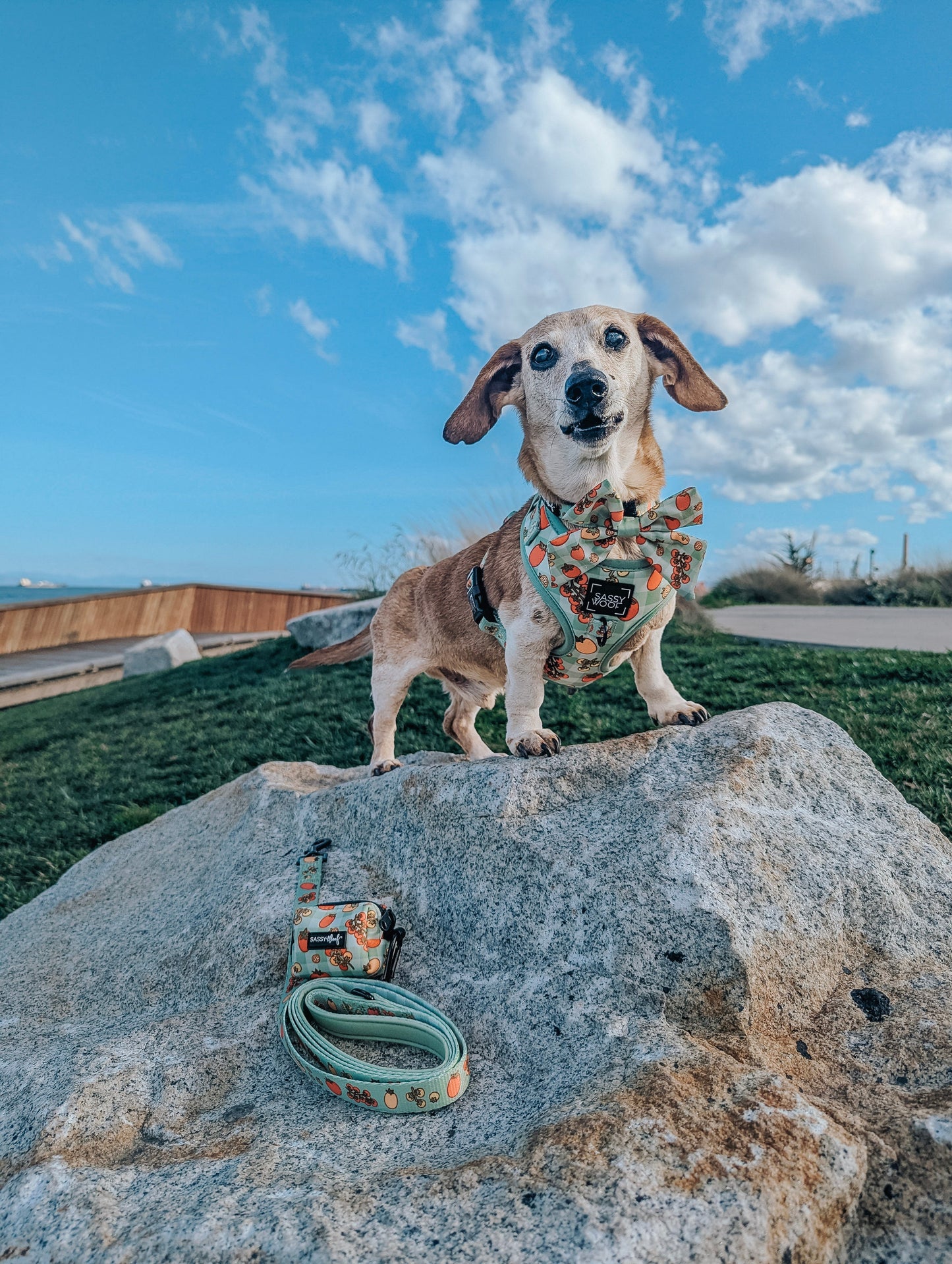 Dog Four Piece Bundle - Feeling Vine