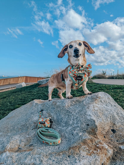Dog Four Piece Bundle - Feeling Vine