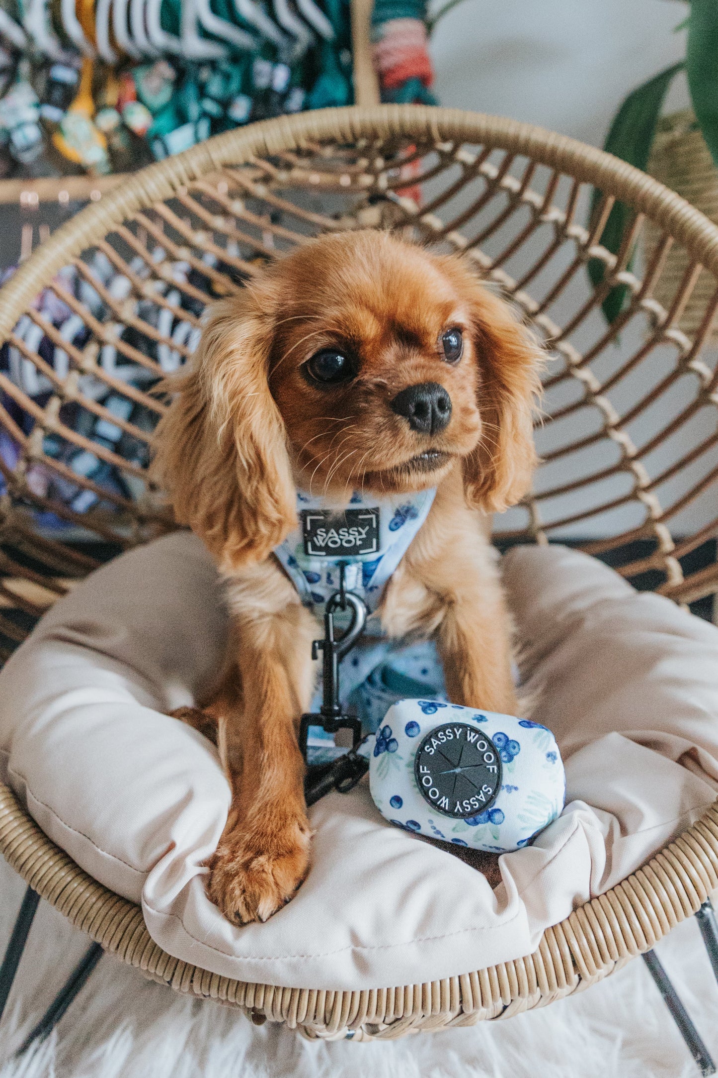 Dog Waste Bag Holder - Berry Sassy