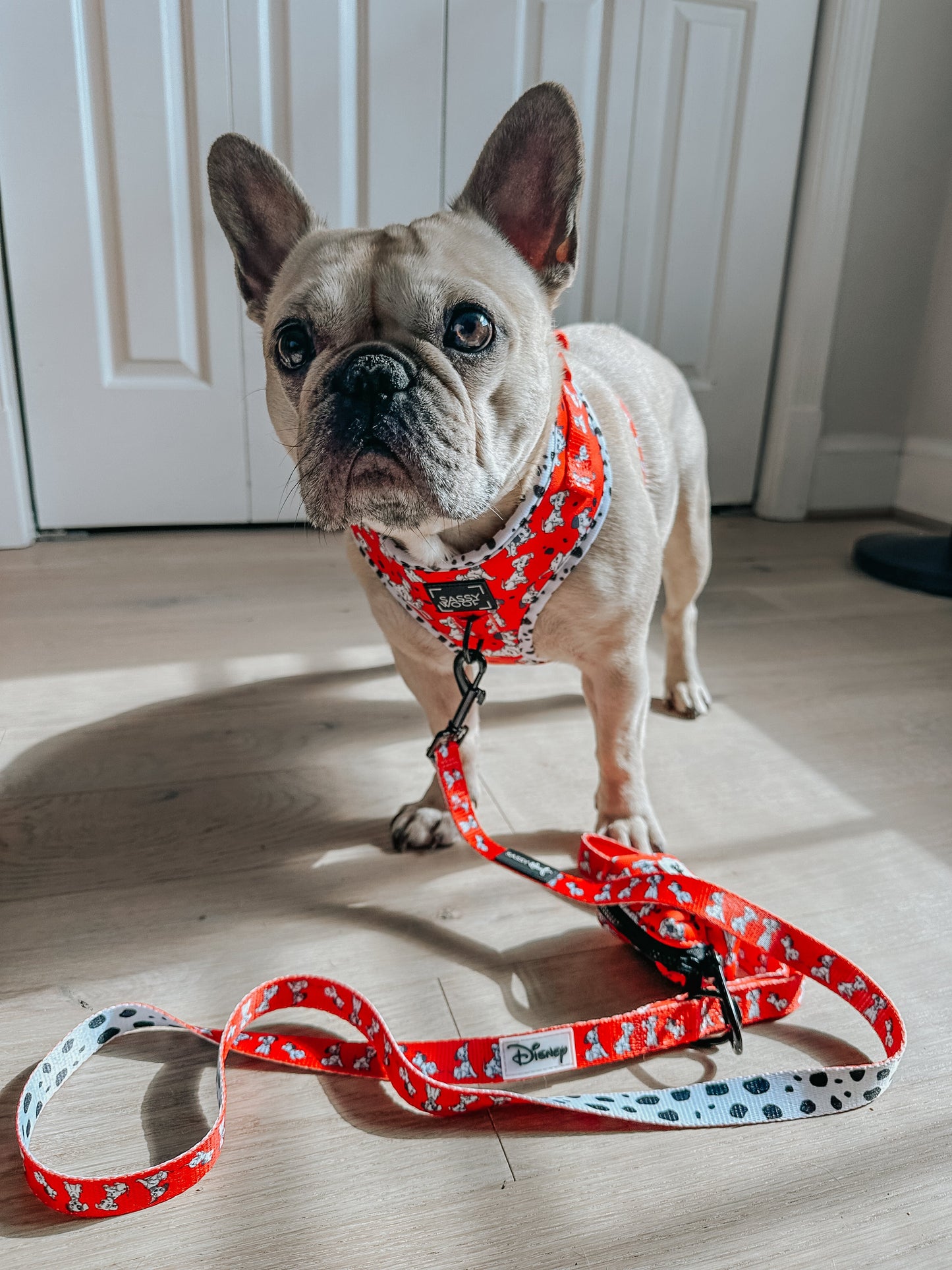 Dog Waste Bag Holder - Disney's 101 Dalmatians