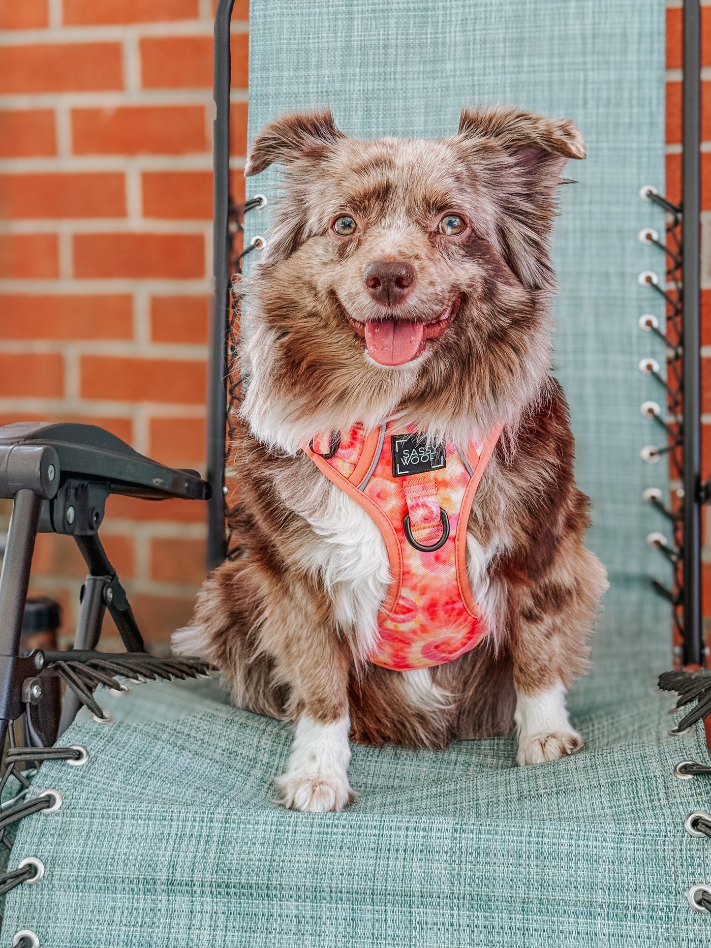 Dog Two Piece Bundle - Summer Sorbet