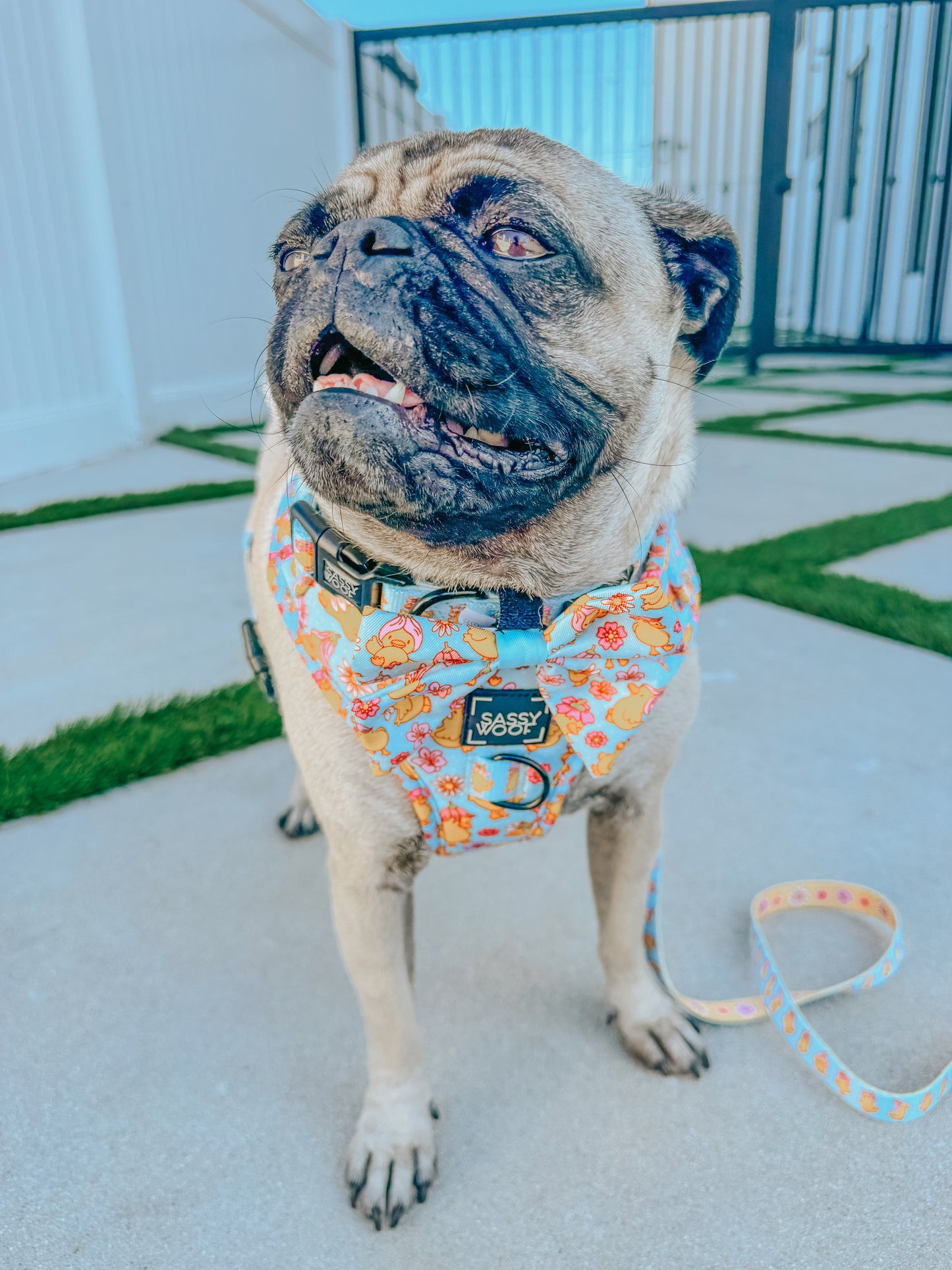 Dog Two Piece Bundle - Good Duck, Babe!