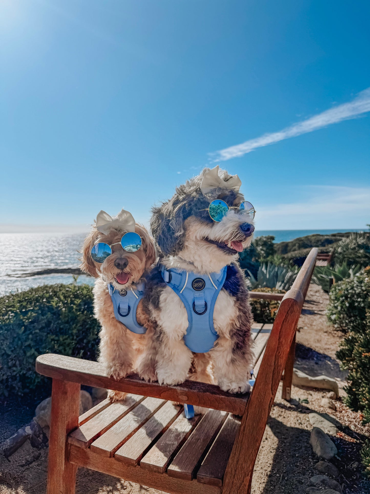 Dog Two Piece Bundle - Hydrangea