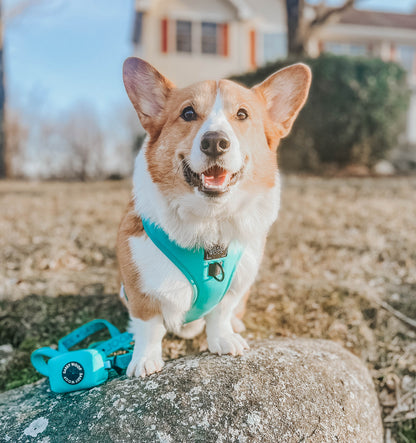 Dog Two Piece Bundle - Neon Blue