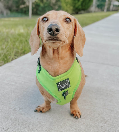 Dog Four Piece Bundle - Neon Green