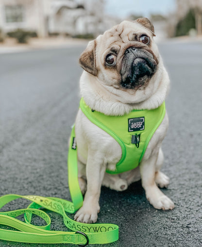 Dog Two Piece Bundle - Neon Green