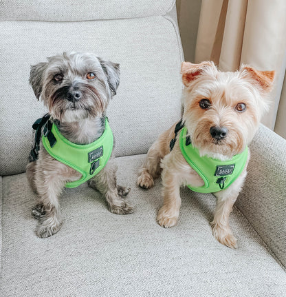 Dog Two Piece Bundle - Neon Green