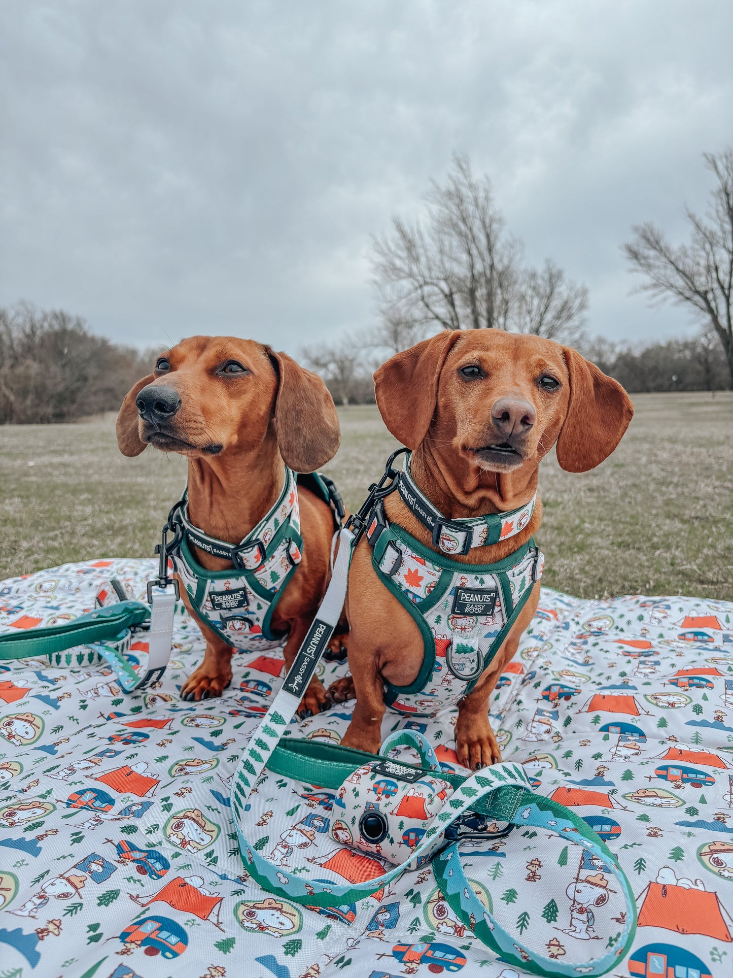 Dog Step-in Harness - Peanuts™ Beagle Scouts