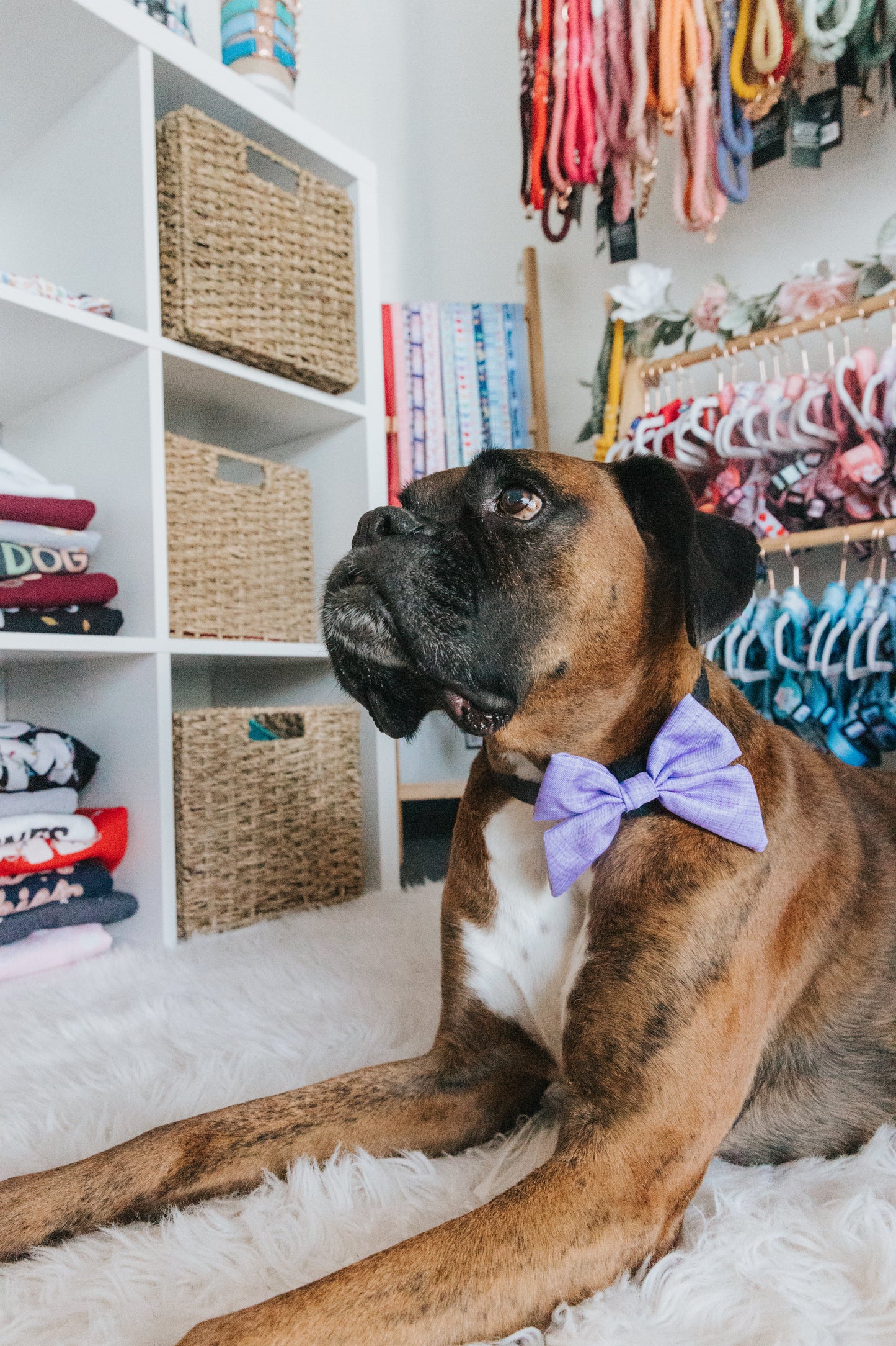 Dog Sailor Bow - Aurora