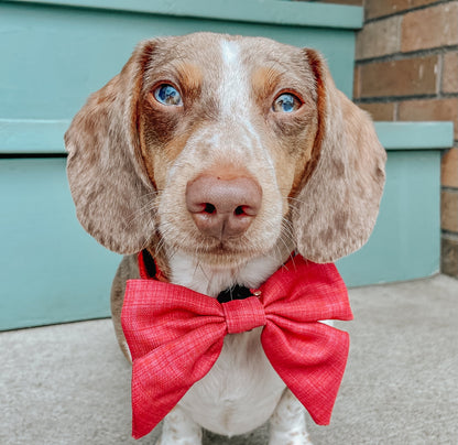 Dog Sailor Bow - Merlot