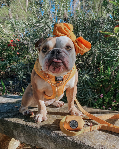 Dog Four Piece Bundle - Sunflower Fields