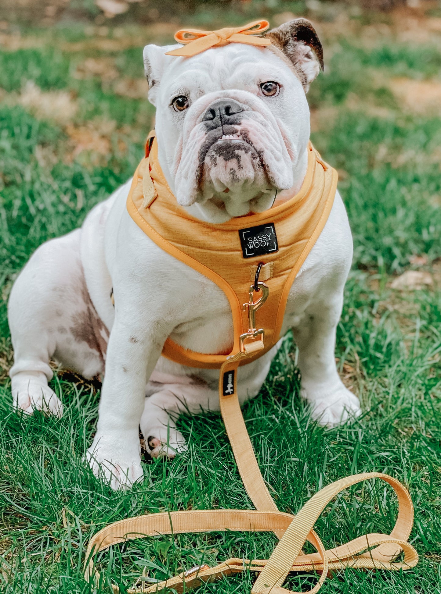 Dog Four Piece Bundle - Sunflower Fields