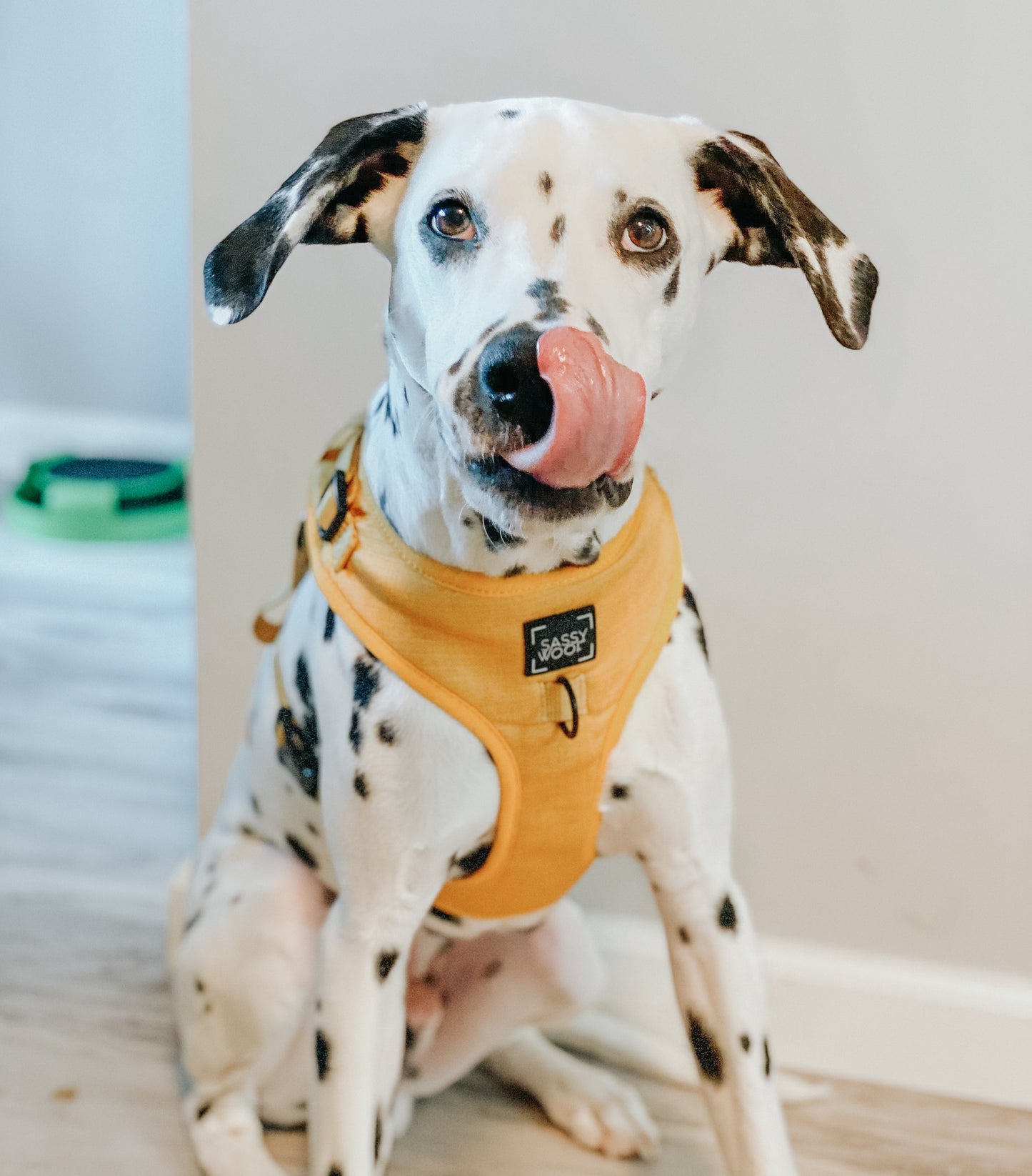 Dog Four Piece Bundle - Sunflower Fields
