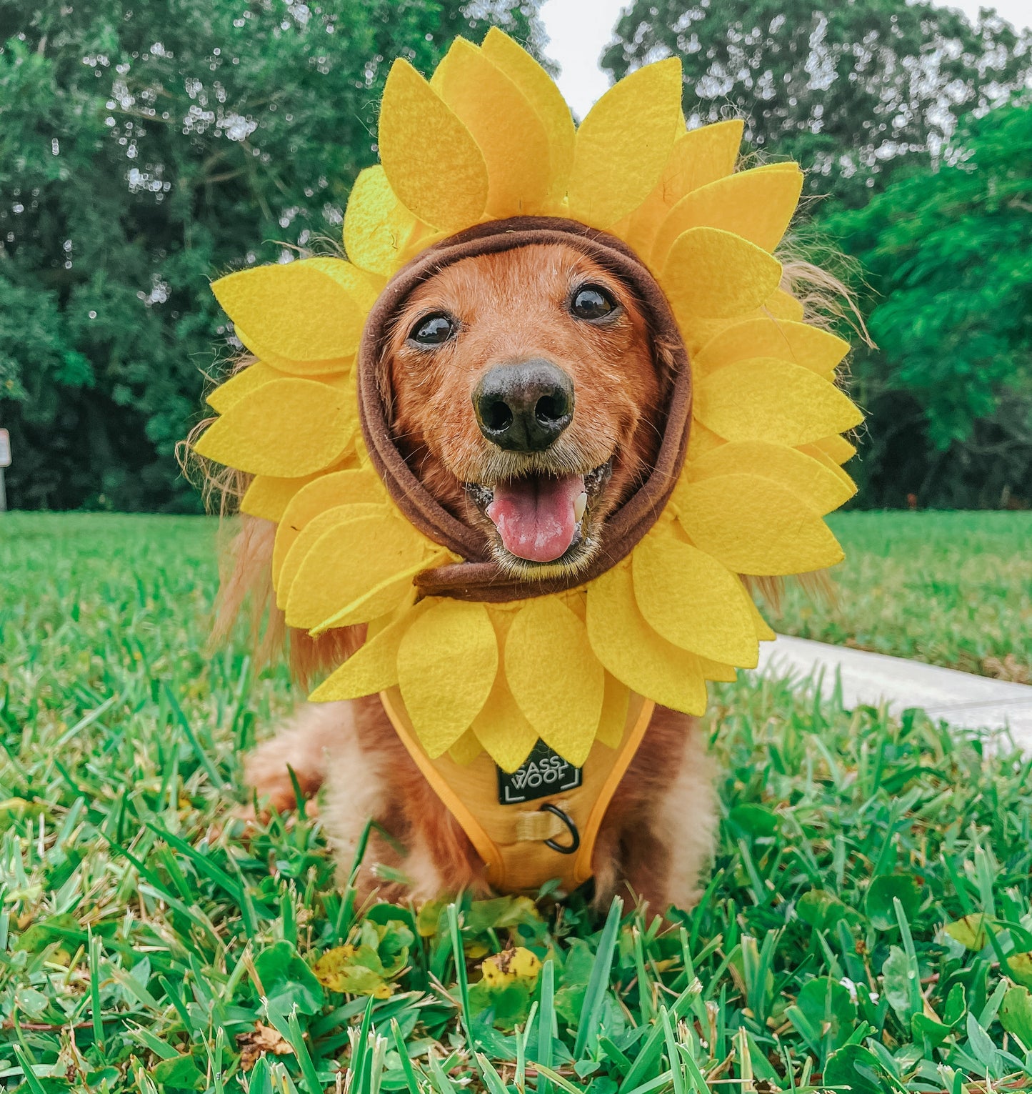 Dog Four Piece Bundle - Sunflower Fields