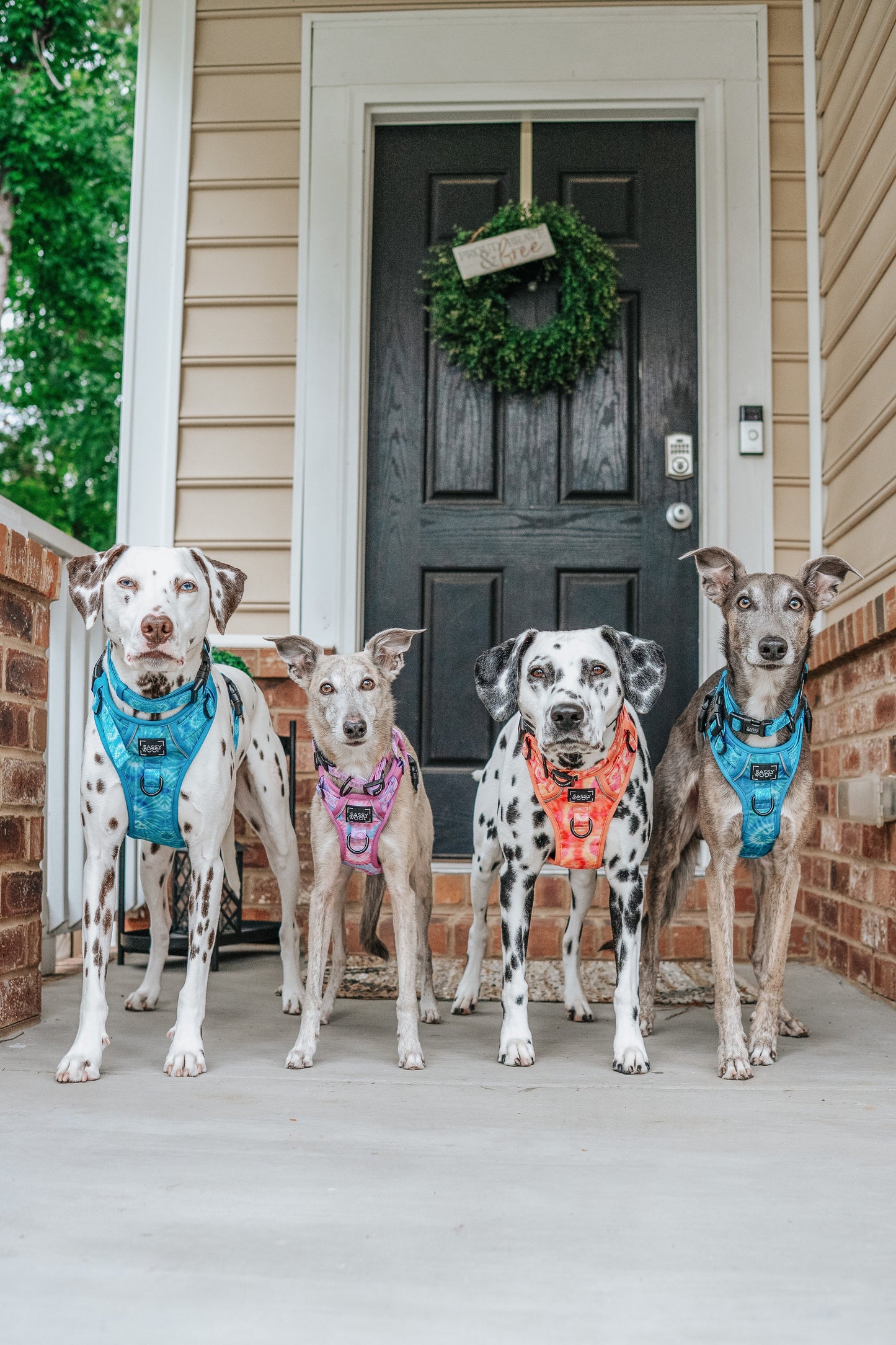 Dog Two Piece Bundle - Tropical Tides