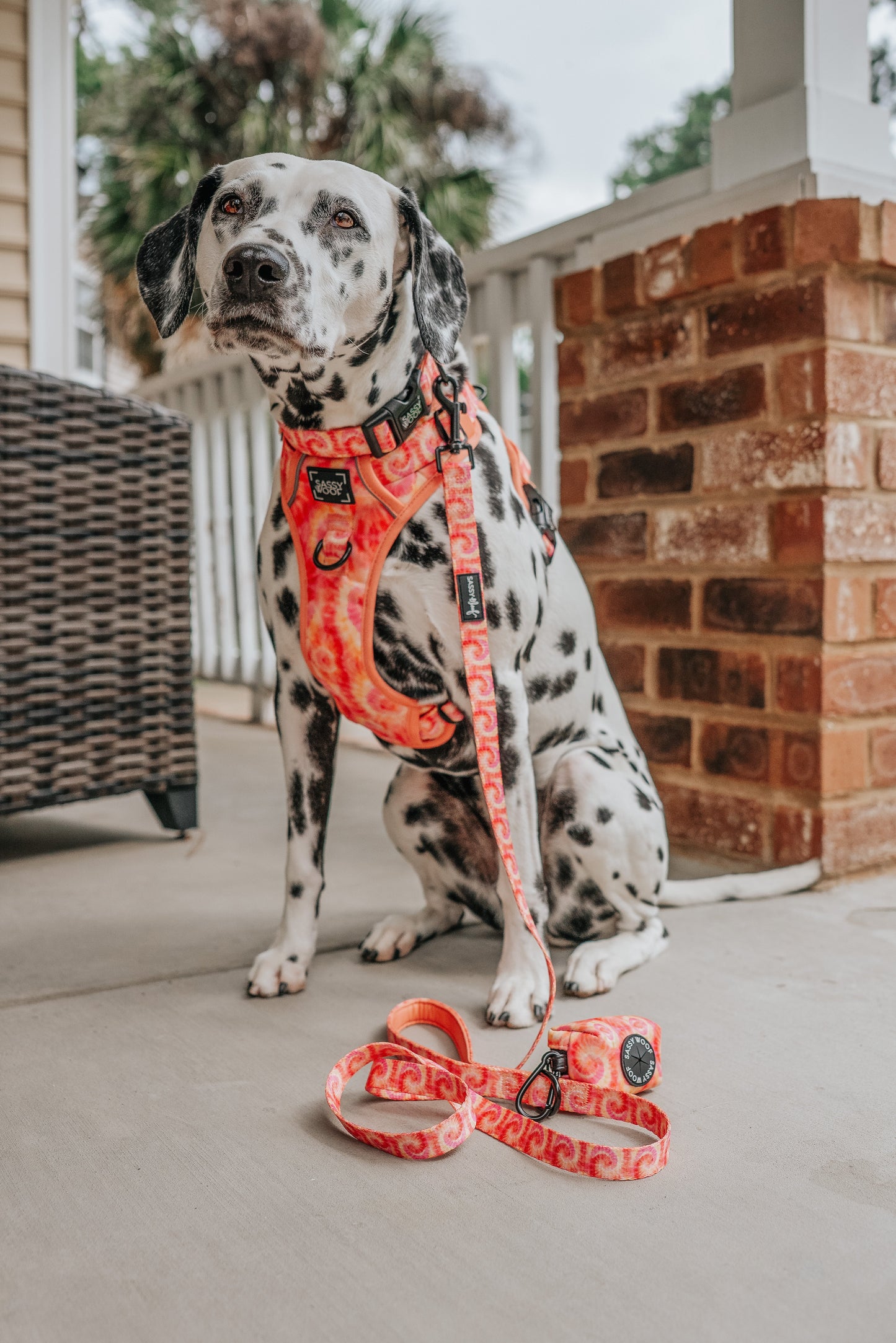 Dog Two Piece Bundle - Summer Sorbet